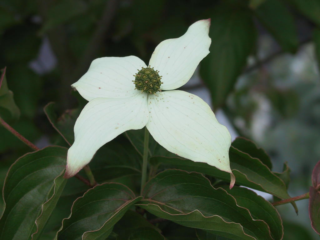 Cornus kousa - Bluetenmacro.jpg